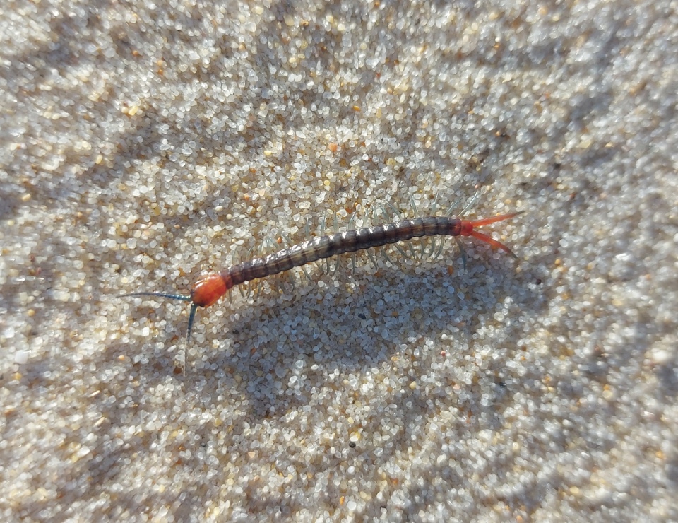 creature on sand dune